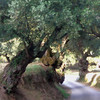 oude olijfbomen